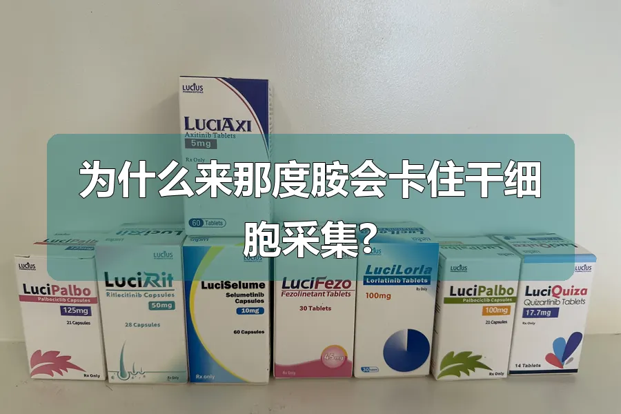 为什么来那度胺会卡住干细胞采集?